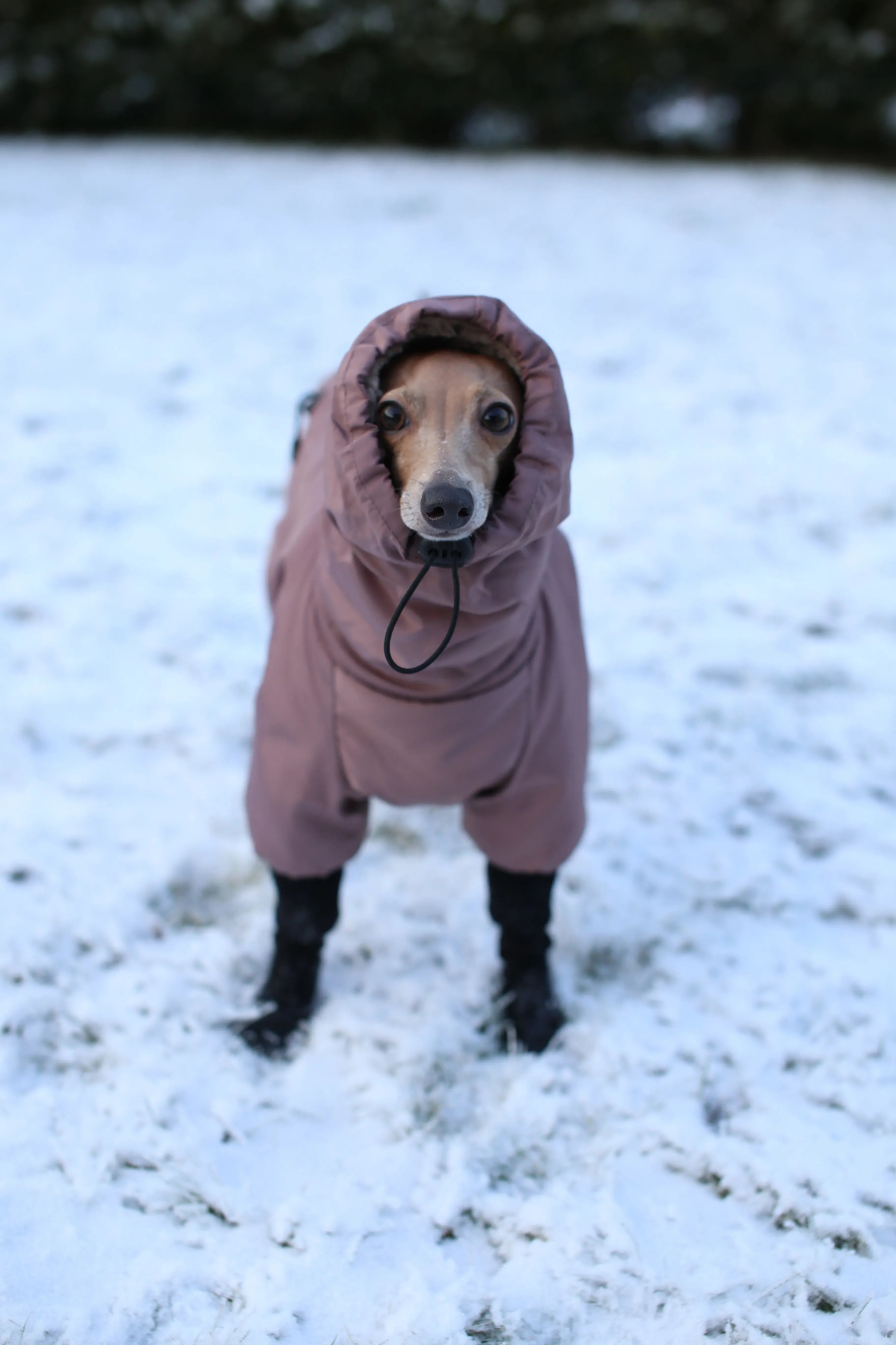 Italian Greyhound wearing a cozy jumper on a frosty day
