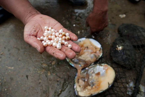 Pearls freshly harvested from a mollusk