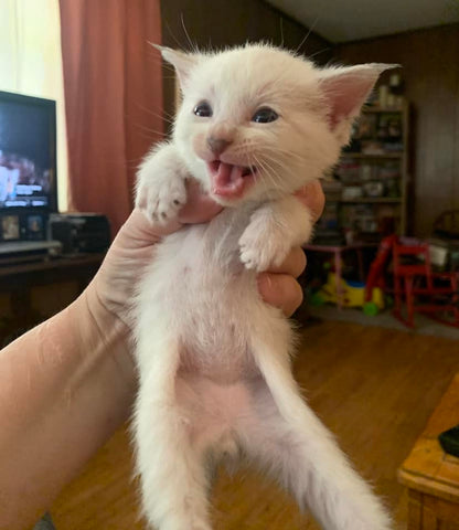 hand holding white kitten that appears scared with eyes wide open and mouth open