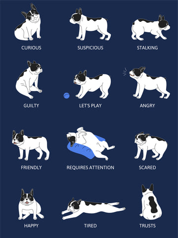 כלבים-אמיזות-שפה-גוף