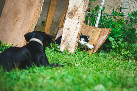 Prevención de pérdida de perros