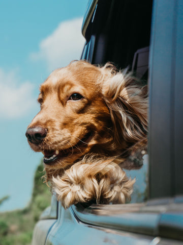 Vacaciones para perros