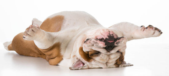 English bulldog sleeping on back