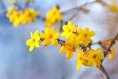 Winter Jasmine: