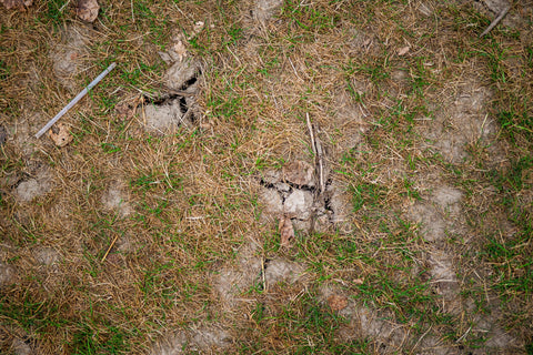 cracked dry lawn