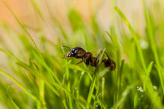 Ants lawn pest