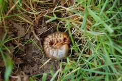 Chafer grub lawn pest