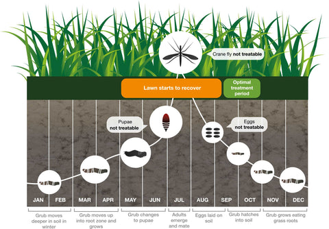 Leatherjacket life cycle graphic