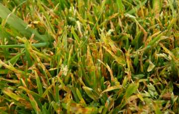 Leaf spot problem in lawn