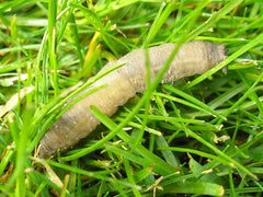 Leatherjacket lawn pest