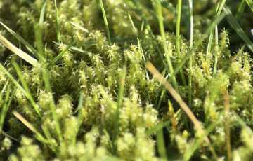GreenThumb, killing lawn moss,get rid of lawn moss