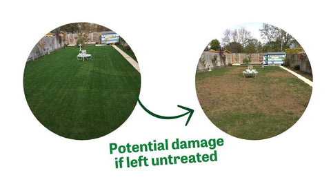 Before and after picture of lawn damage by lawn pests