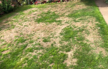 Dry patch lawn problem