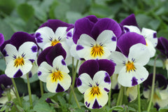 Winter pansies