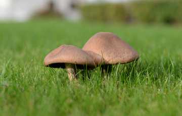 Mushrooms lawn problem