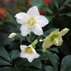 Christmas Rose