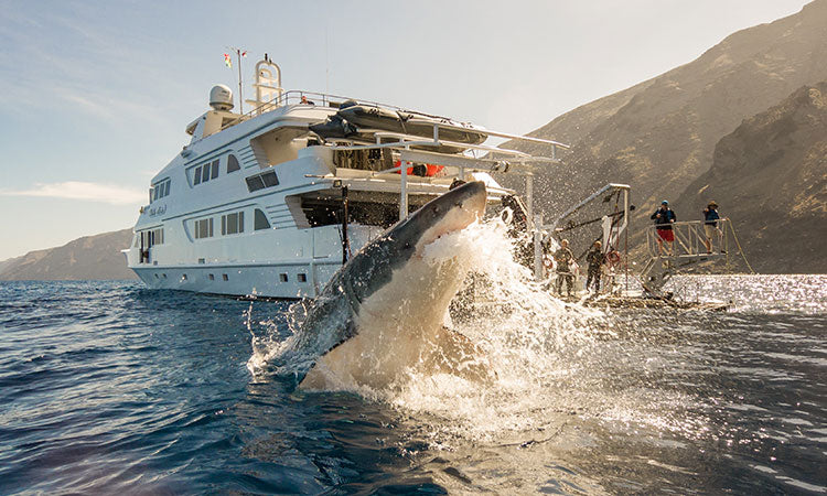 Great White Shark Breach