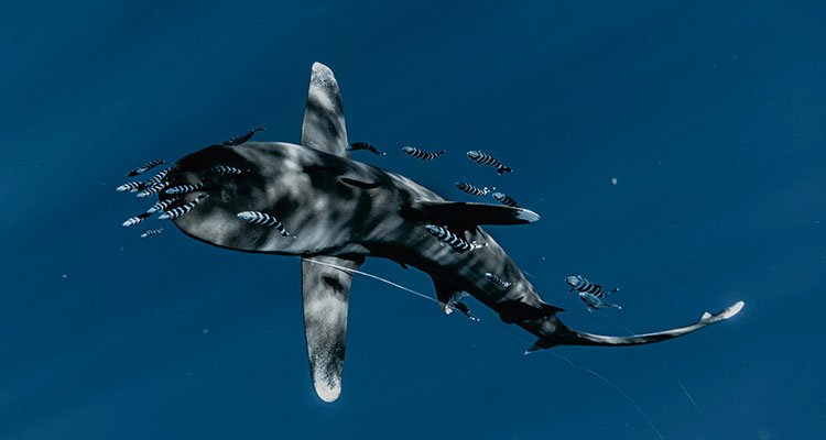 Oceanic Whitetip Shark