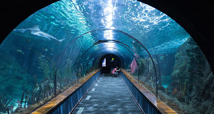 Aquarium Shark Tunnel