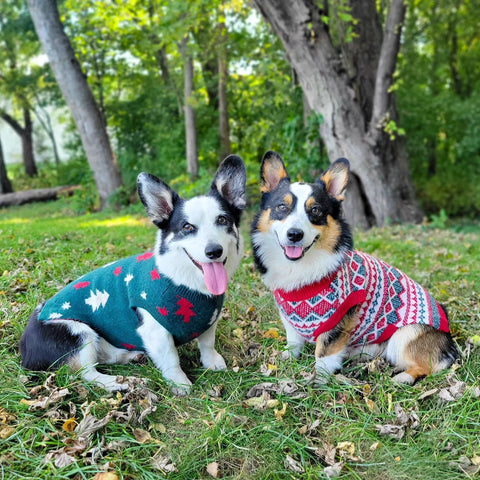 Two Corgies in Holiday Sweaters