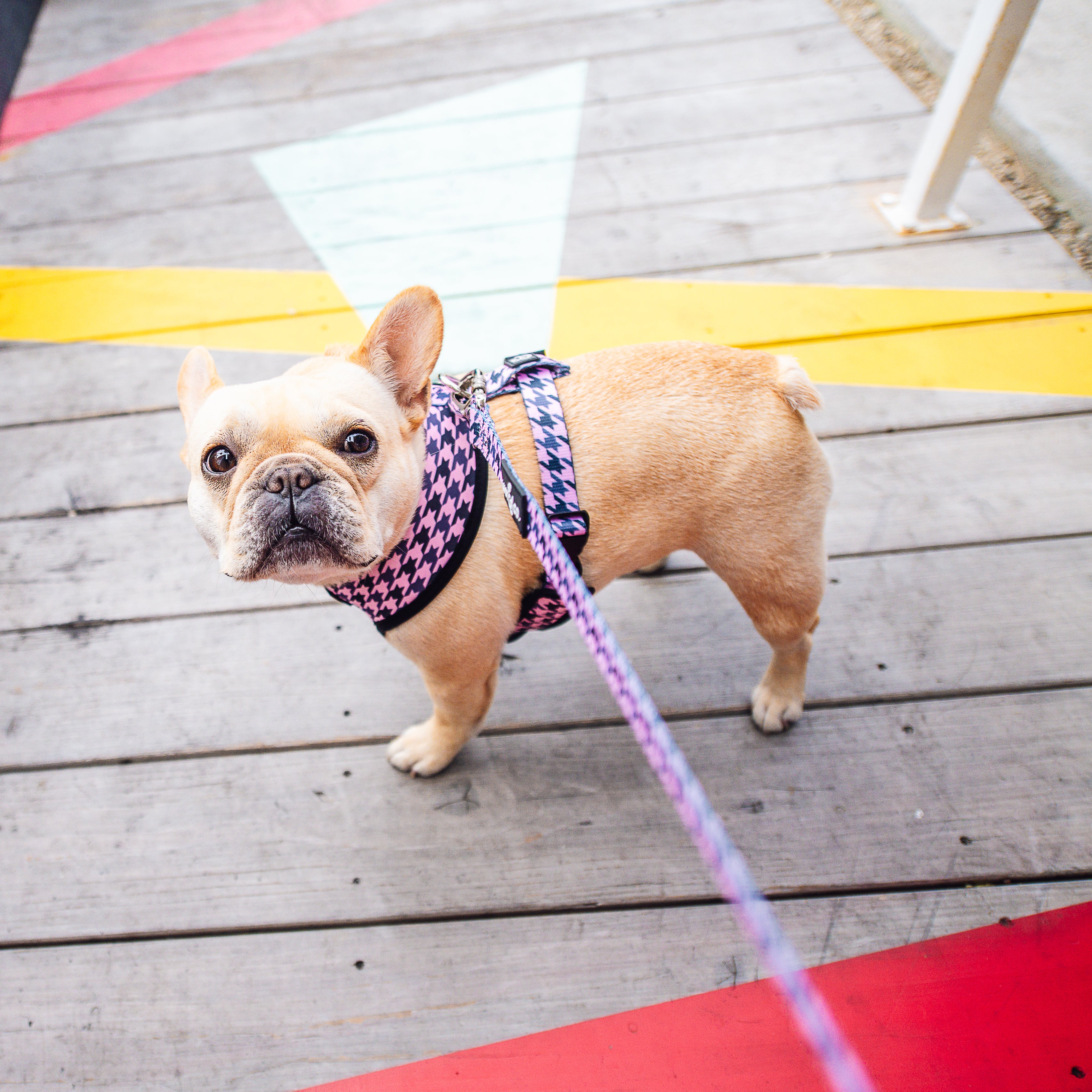 Lucy and co dog harness