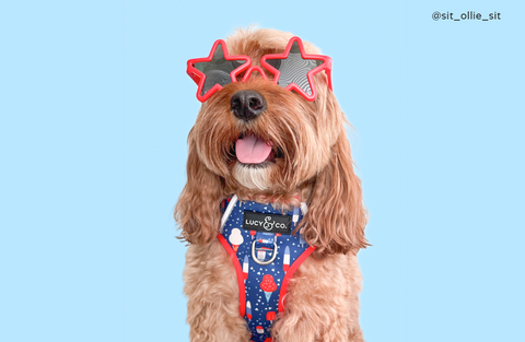 Dog Wearing 4th of July Stars and Sprinkles Harness with Sunglasses on.