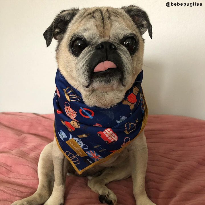 Shop Cute Dog Bandanas | Lucy & Co.