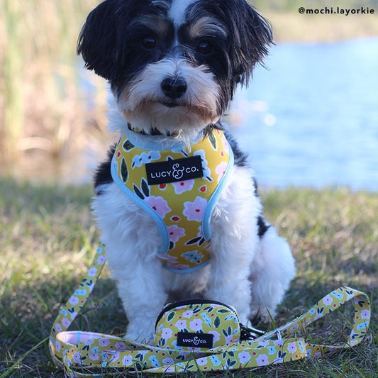  Lucy & Co. The in The Clouds Harness Walk Set Bundle