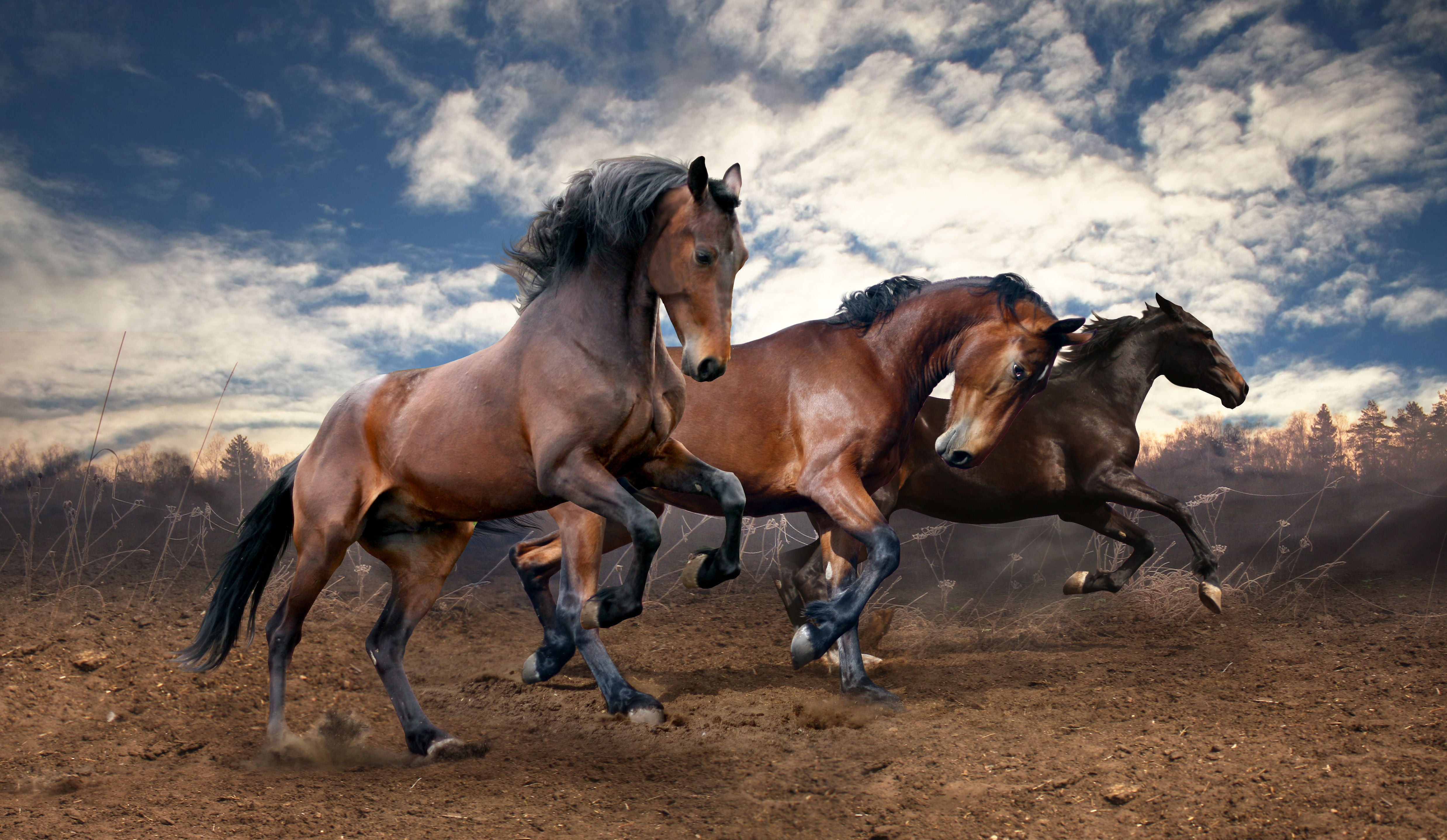 Dark Brown Sasha S's Small Wild Horses