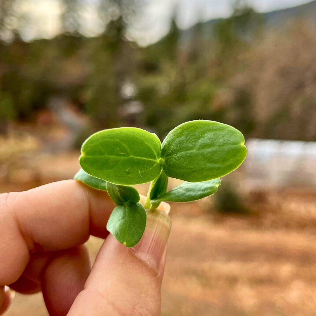 Cantaloupe Microgreens