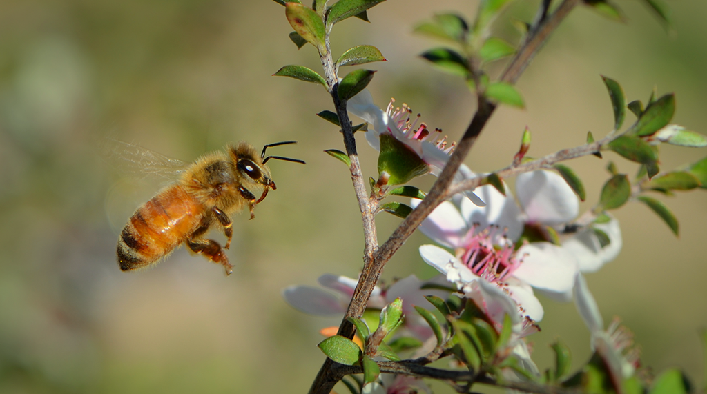 Honey bee and Manuka Flowers