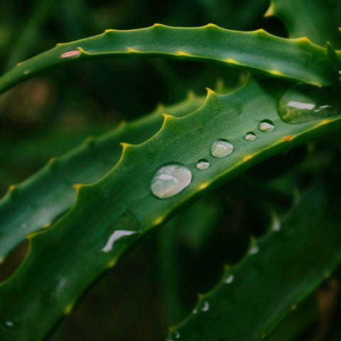 plantes-peau-saine