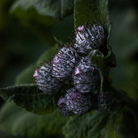 plantes-peau-saine