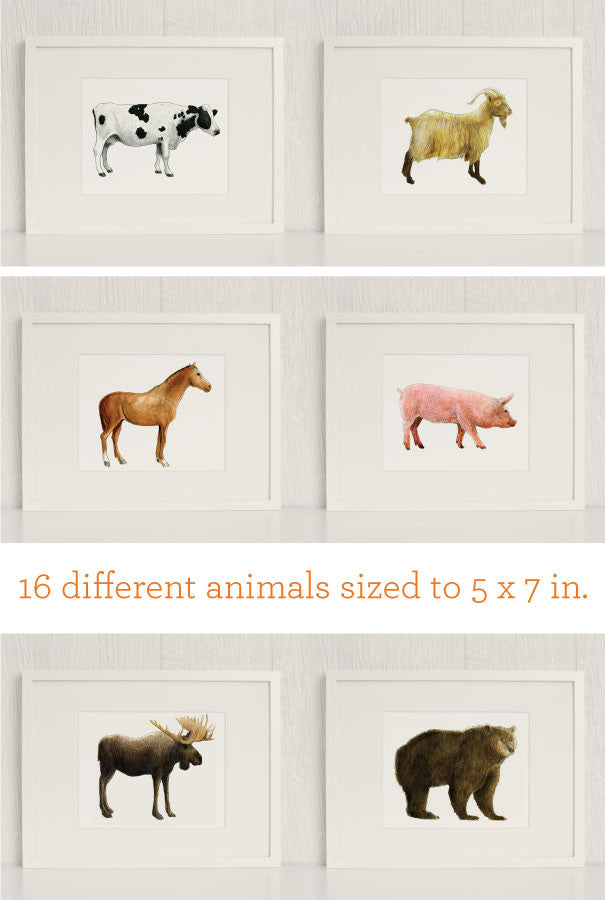 The Zoo: Watercolor Animals | Caravan Shoppe