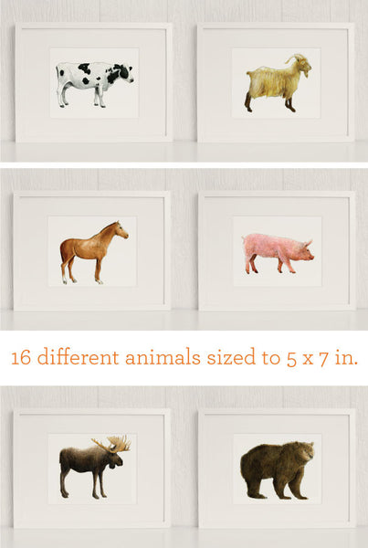 The Zoo: Watercolor Animals | Caravan Shoppe