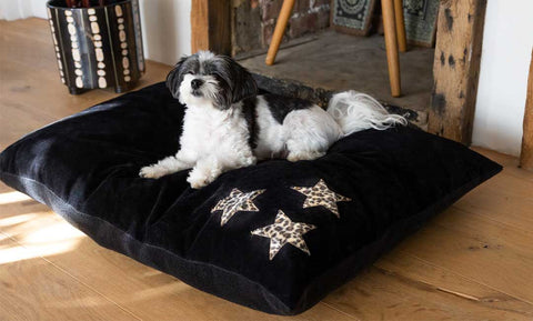 A dog sitting on a Rockett St George dog bed.