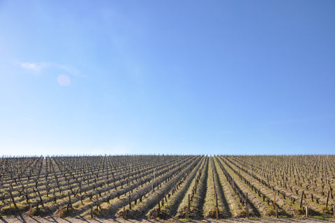 Weinberge vorhin das Auge reicht