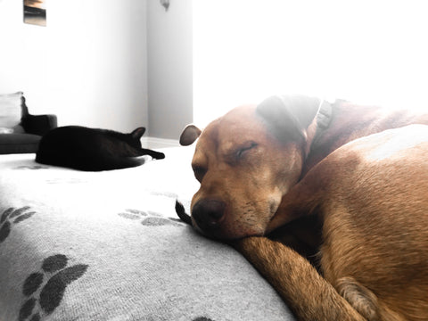 Dog and cat photo