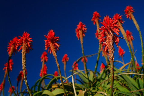 Aloe Ferox Blüten