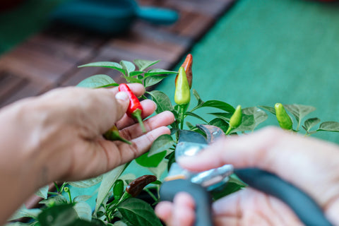 Harvesting Chilli's from a Chilli Plant