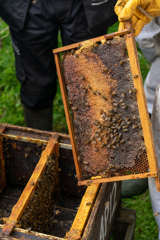 Walsingham Aparies - Honey Comb