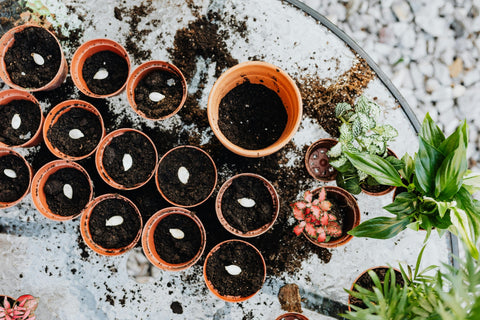 Walsingham Farm Shop - Planting Pumpkin Seeds in April