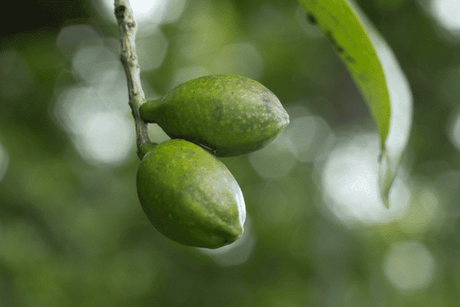 Haritaki fruit 