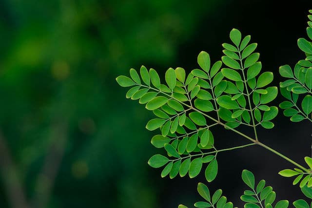 Fresh Moringa tree leaf