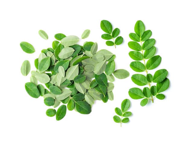 Moringa leaves on white background