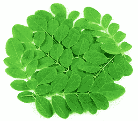 moringa leaves