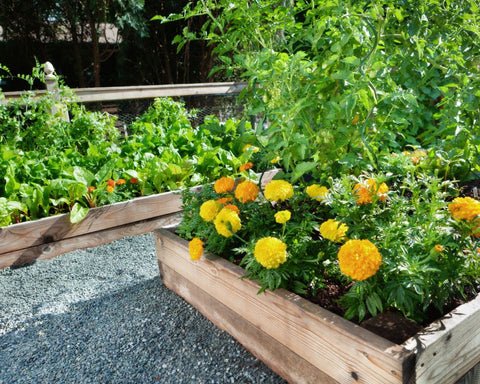raised garden plant beds using timber framing