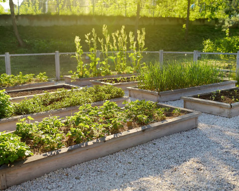 raised garden plant beds using timber framing