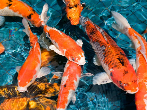 raised garden pond with koi karp fish