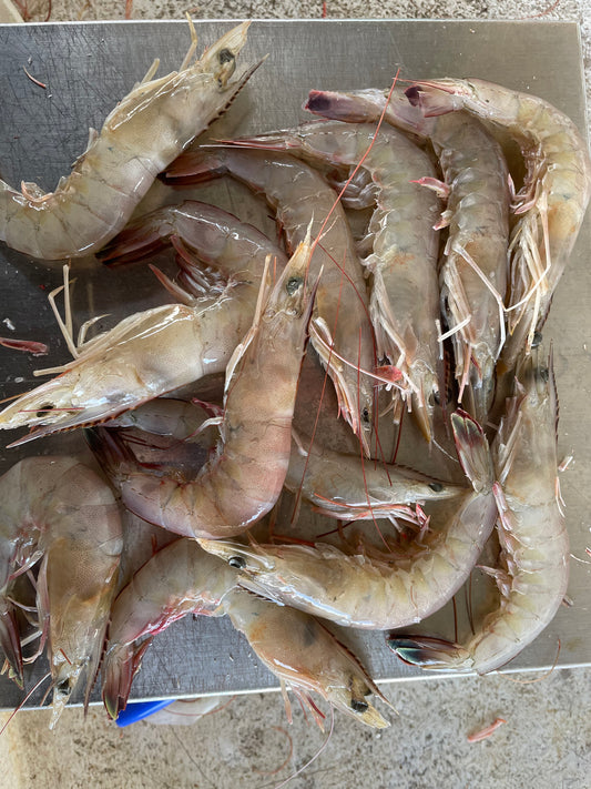 Extra Jumbo 16/20 Peeled & Deveined Tail-On Wild-Caught USA Shrimp  ($25.50/lb)